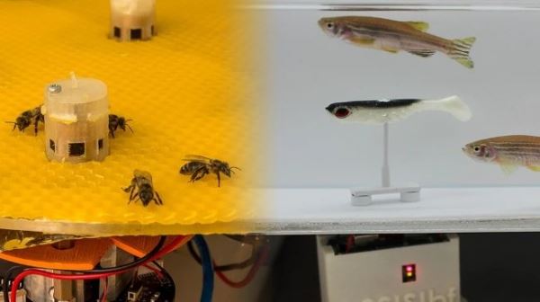 С помощью роботов пчелы и рыбы учатся общаться между собой (+видео)